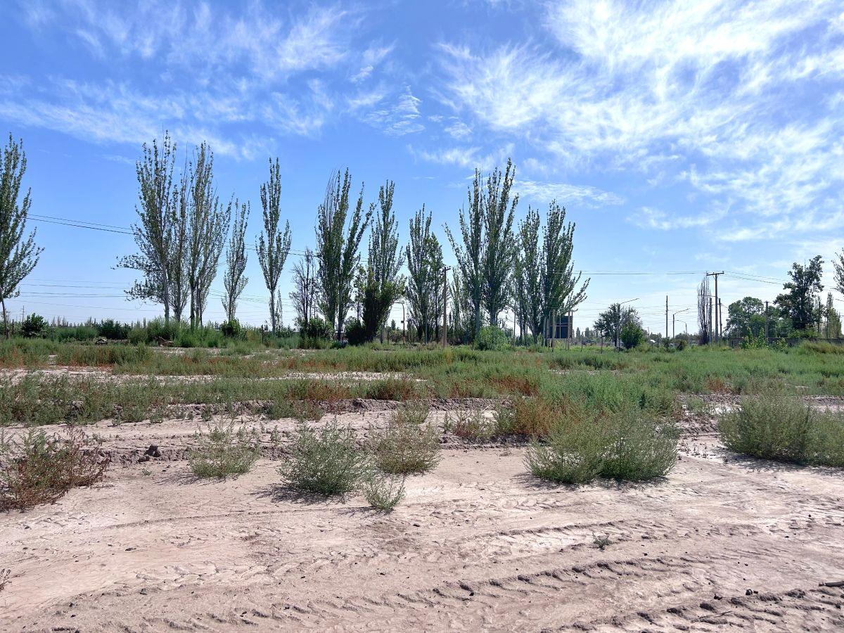 Foto de Terrenos en Venta, Lunlunta, Mendoza, imagen 5