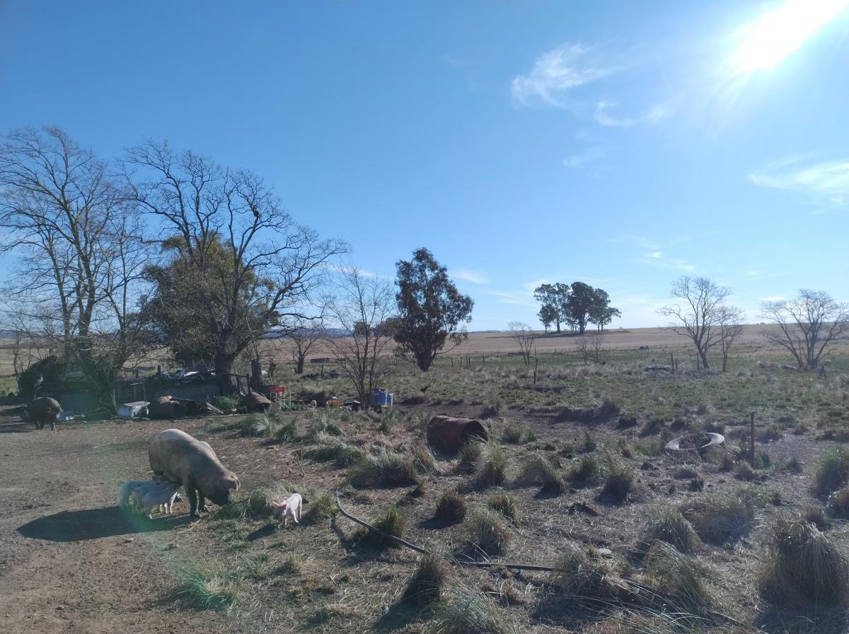 En Venta Campo 10 Ha Ruta 227 3