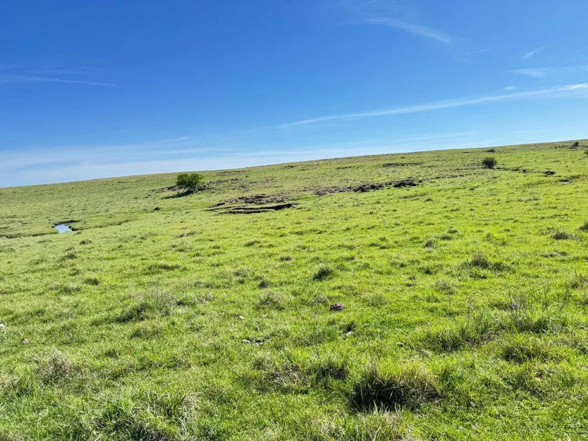 VENTA DE CAMPO GANADERO – 694 HAS. EN RIO NEGRO 3