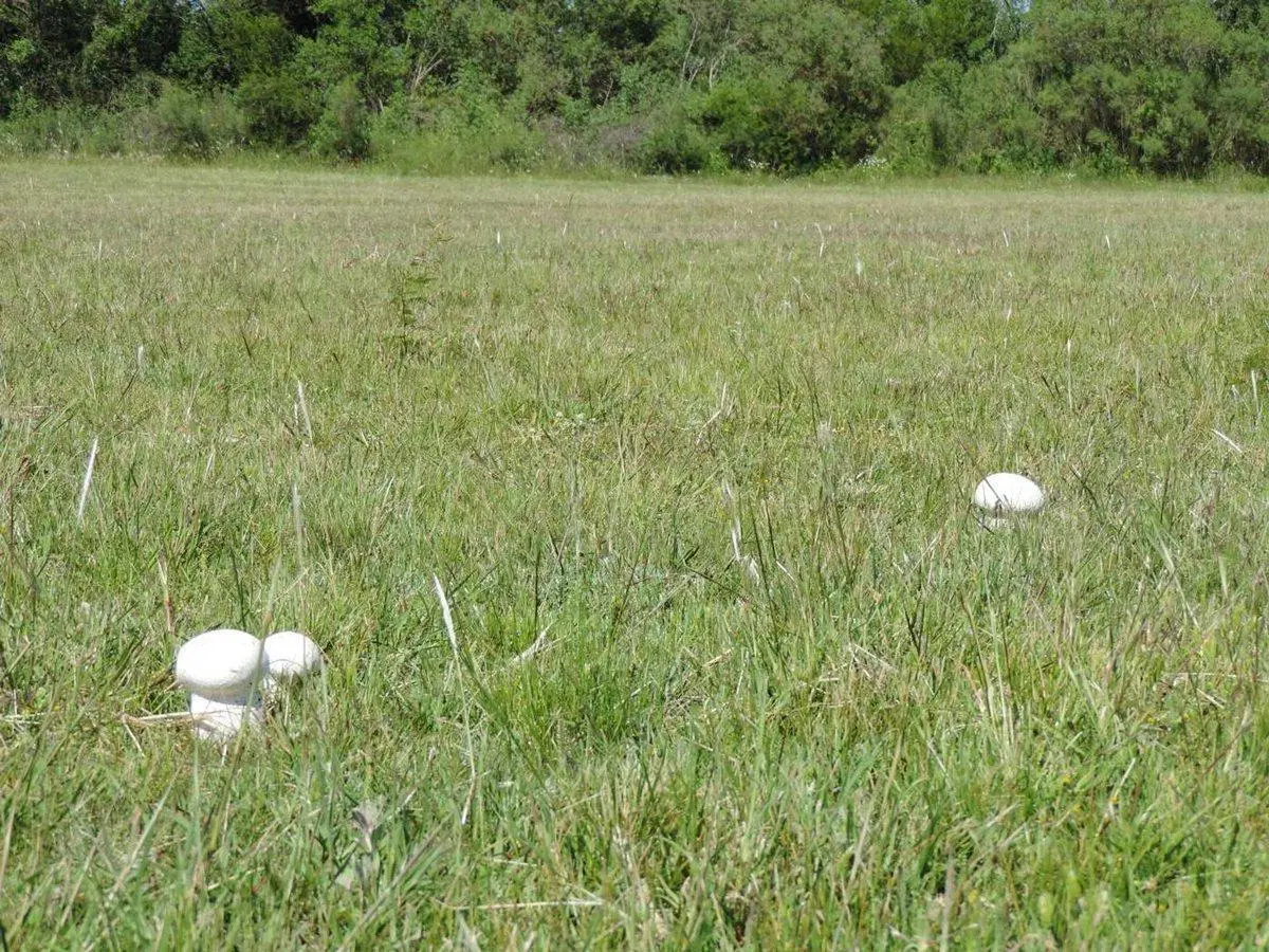 TERRENOS EN UN ENTORNO DE NATURALEZA 3