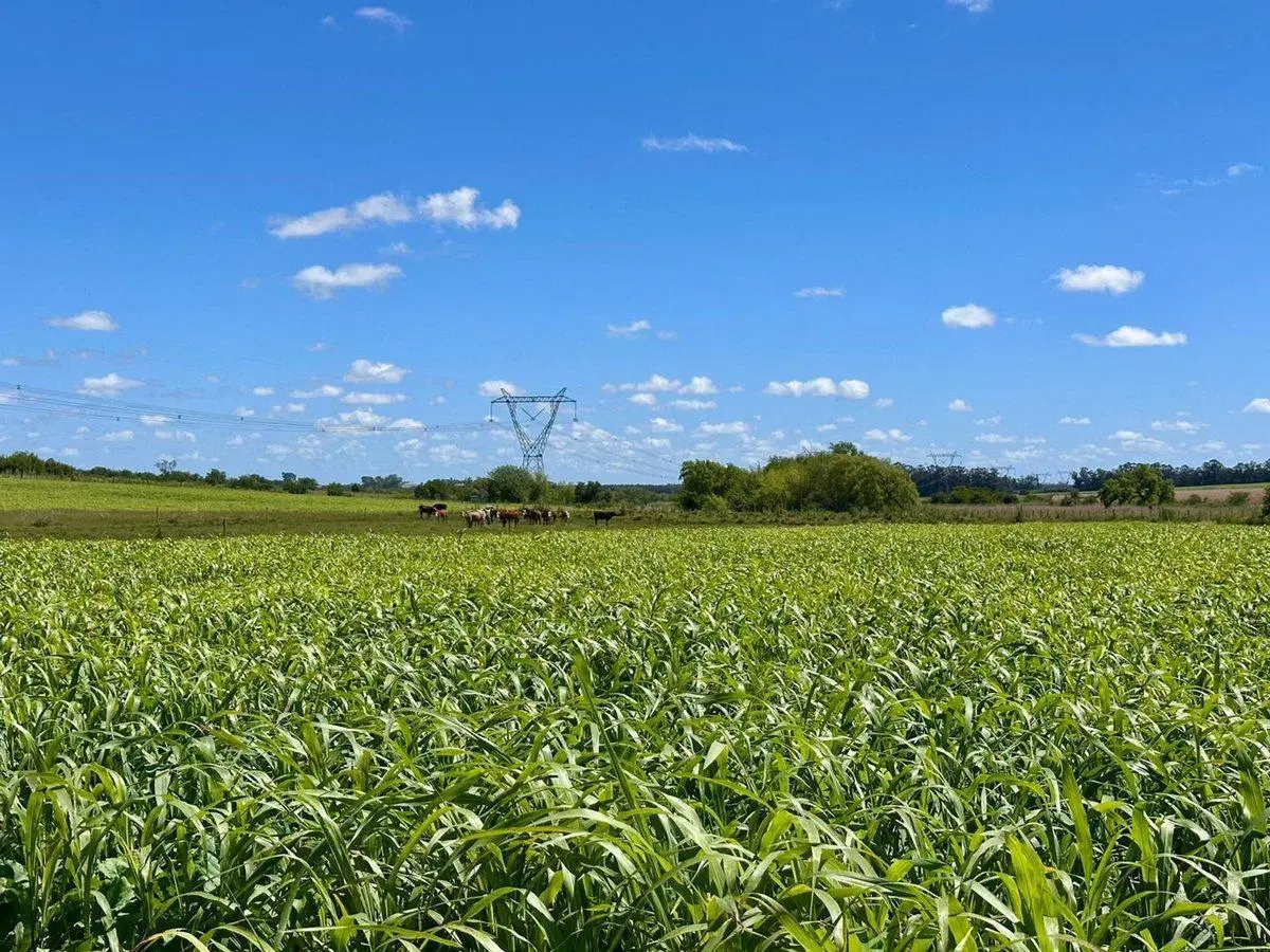 VENTA CHACRA 10 HECTAREAS, A MTS. DE RUTA 90 4