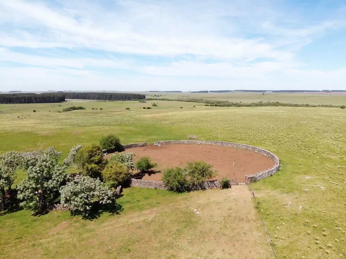 VENTA DE CAMPO GANADERO – 694 HAS. EN RIO NEGRO 4