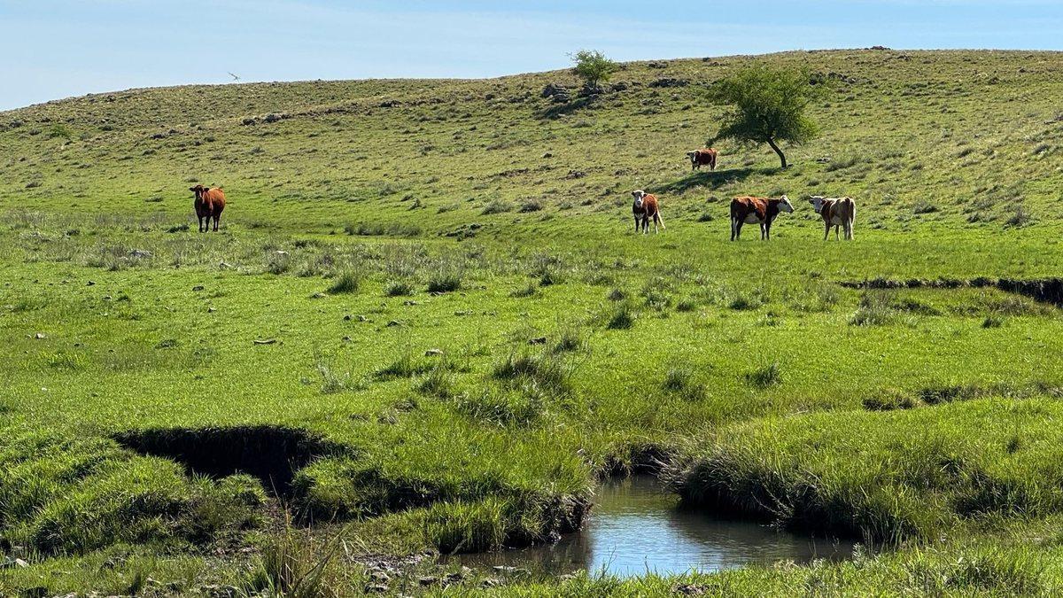Foto de VENTA DE CAMPO GANADERO – 694 HAS. EN RIO NEGRO, imagen 4