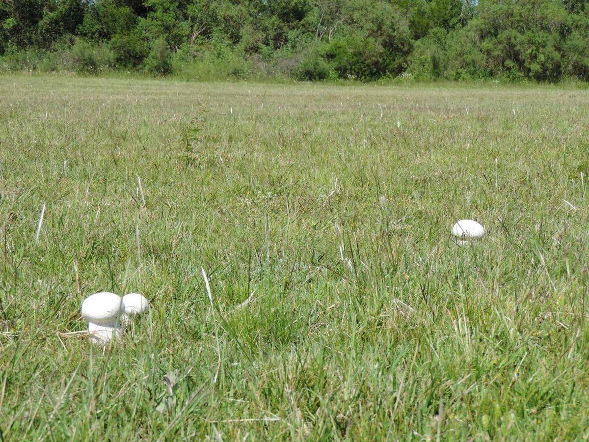 Foto de TERRENOS EN UN ENTORNO DE NATURALEZA, imagen 3