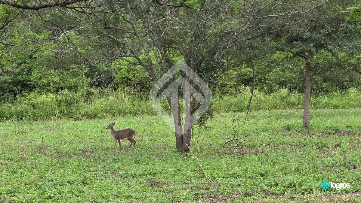 Finca en venta de 39 ha. en Las Higuerillas, RN 9, Autopista acceso a Salta 4
