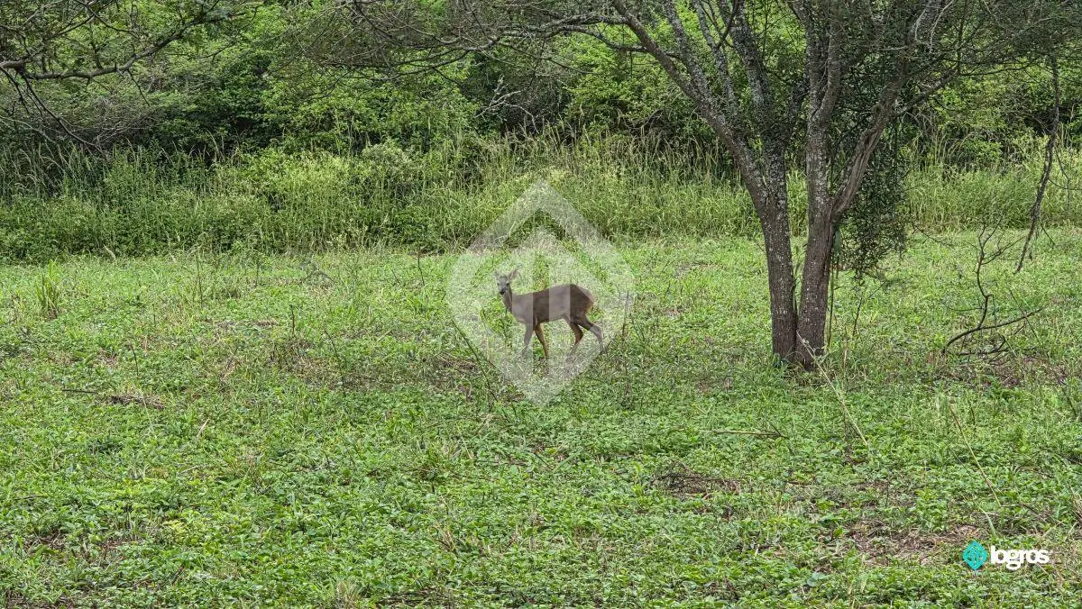 Finca en venta de 39 ha. en Las Higuerillas, RN 9, Autopista acceso a Salta 3