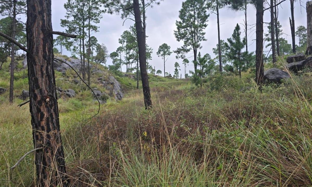 Se Vende Sensacional Campo de 10 Ha 3850 m² (13.850 M²), Villa Yacanto, Córdoba 2