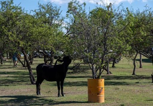 EXCLUSIVA POSADA DE CAMPO – CALMAYO – CORDOBA 3