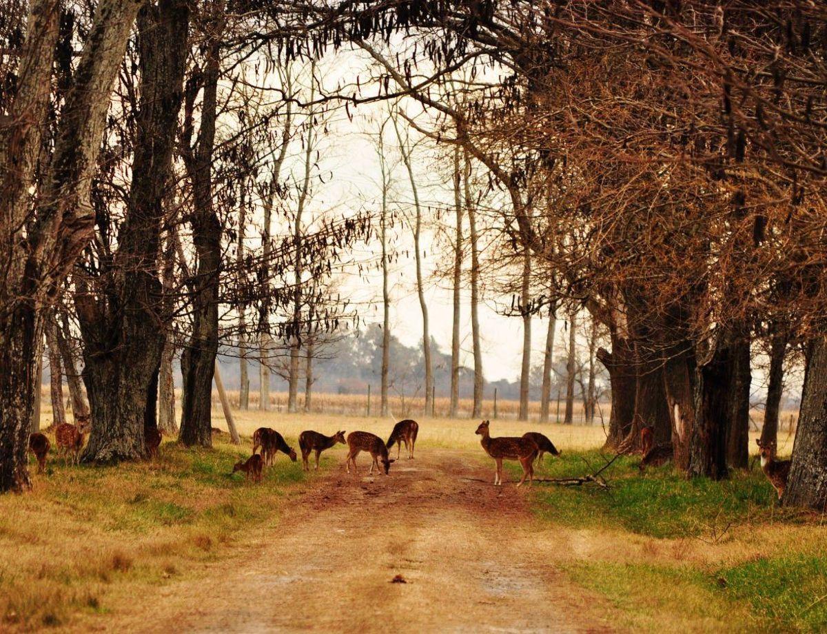 Foto de VENTA LOTE CARMEN DE ARECO - NUEVO VALOR, imagen 2