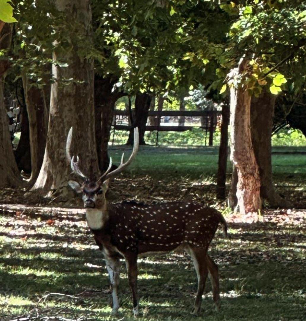 Foto de VENTA LOTE CARMEN DE ARECO - NUEVO VALOR, imagen 4