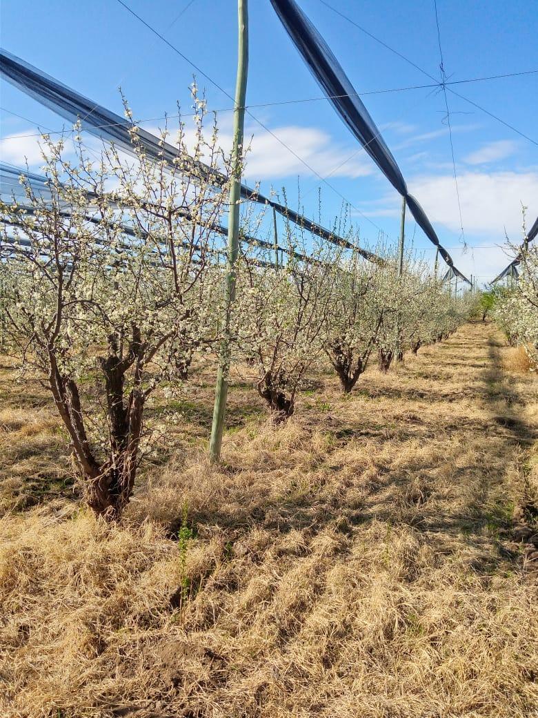 Foto de DOS FINCAS CON PRODUCCIO, imagen 2