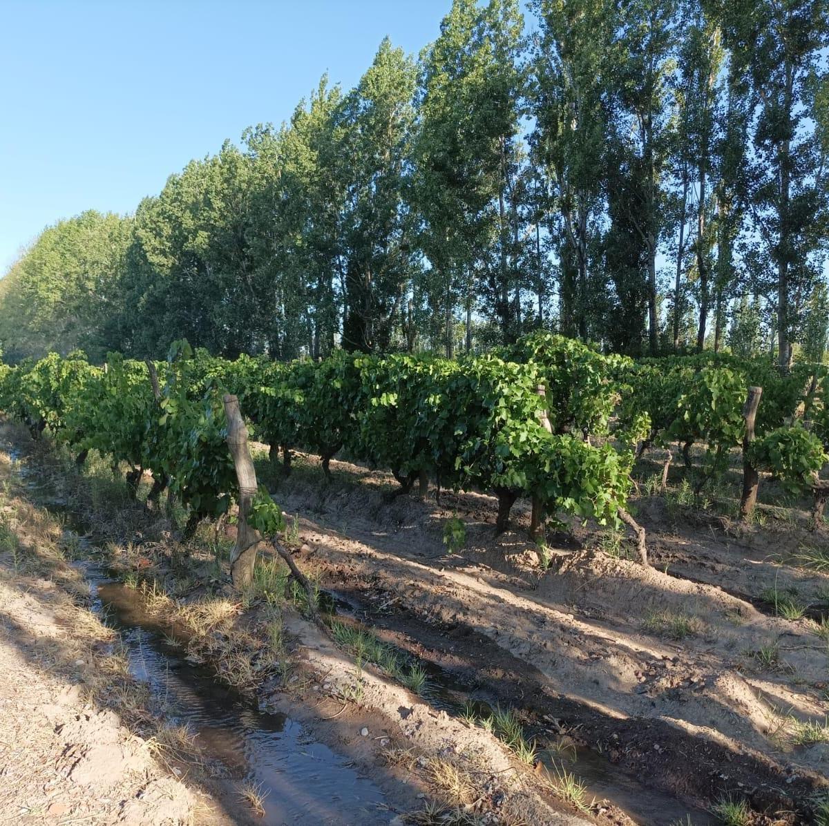 Finca con Produccion y Vivienda 3