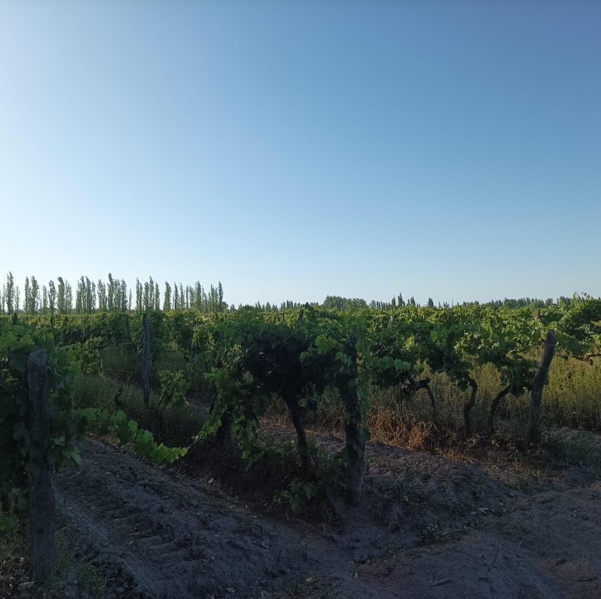 Finca con Produccion y Vivienda 2