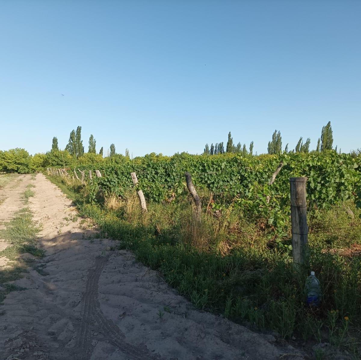 Finca con Produccion y Vivienda 4