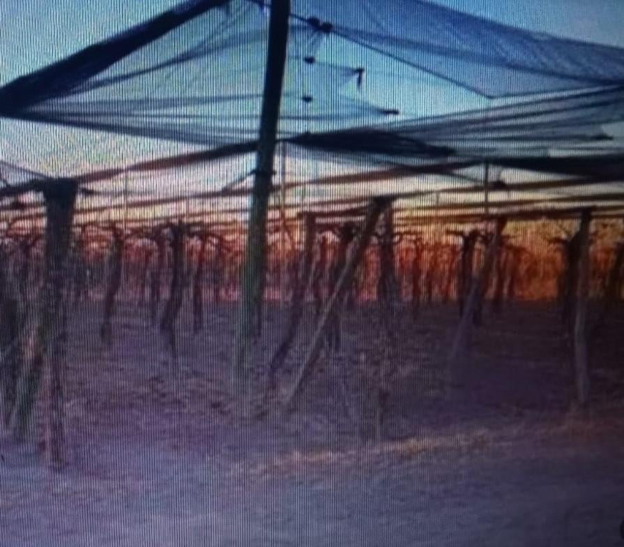 Foto de TFINCA CON PRODUCCION DE VID, imagen 5