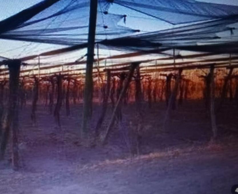 Foto de TFINCA CON PRODUCCION DE VID, imagen 2