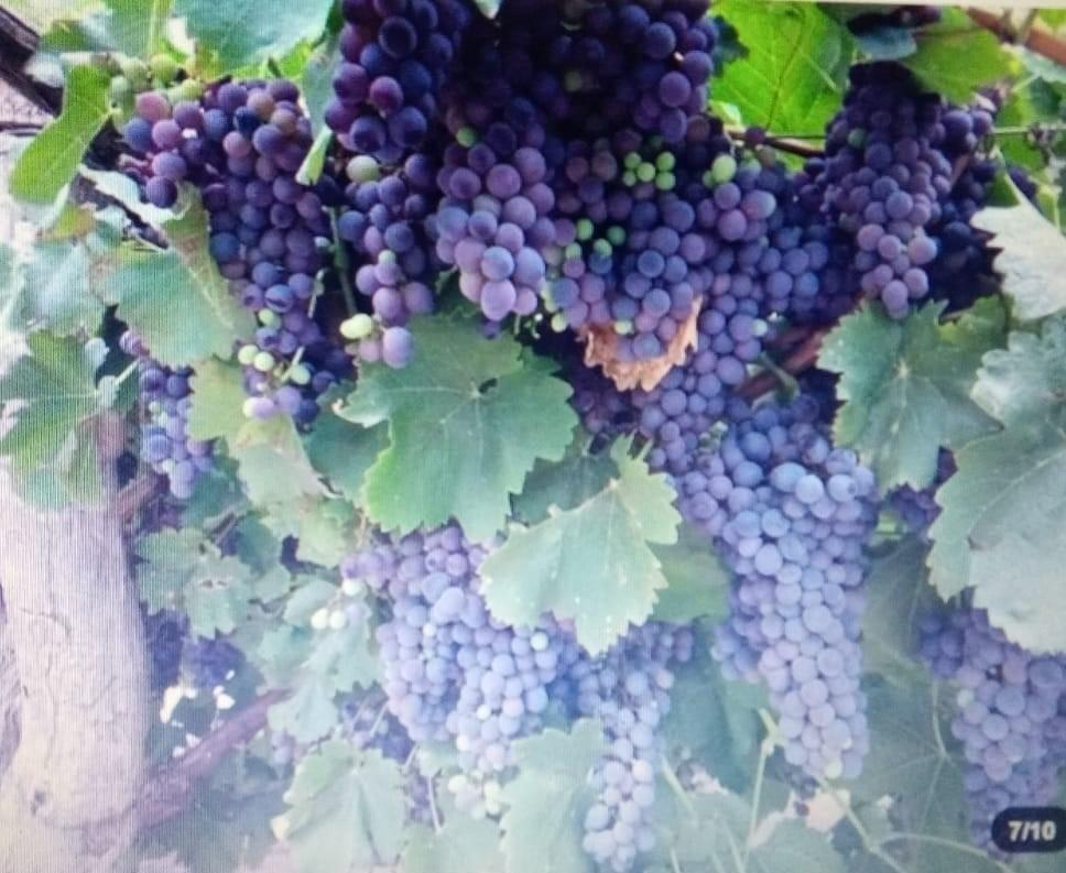 Foto de TFINCA CON PRODUCCION DE VID, imagen 4