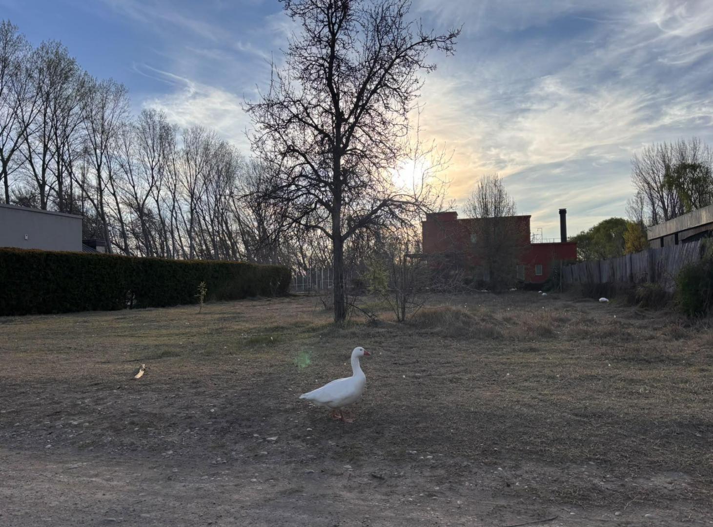 Foto de Terreno en barrio privado Plottier, imagen 2