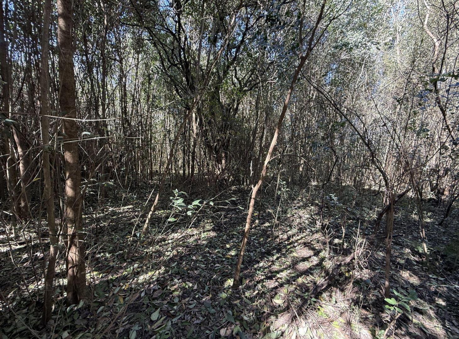 Foto de VENTA TERRENO LESSER LINDA VISTA ZONA SAN LORENZO, imagen 3