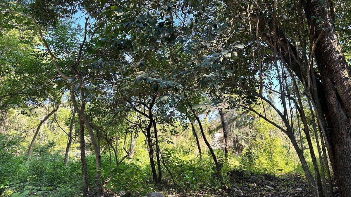 Foto de VENTA TERRENO ESQUINA VILLA SAN LORENZO 1246 M2, imagen 5