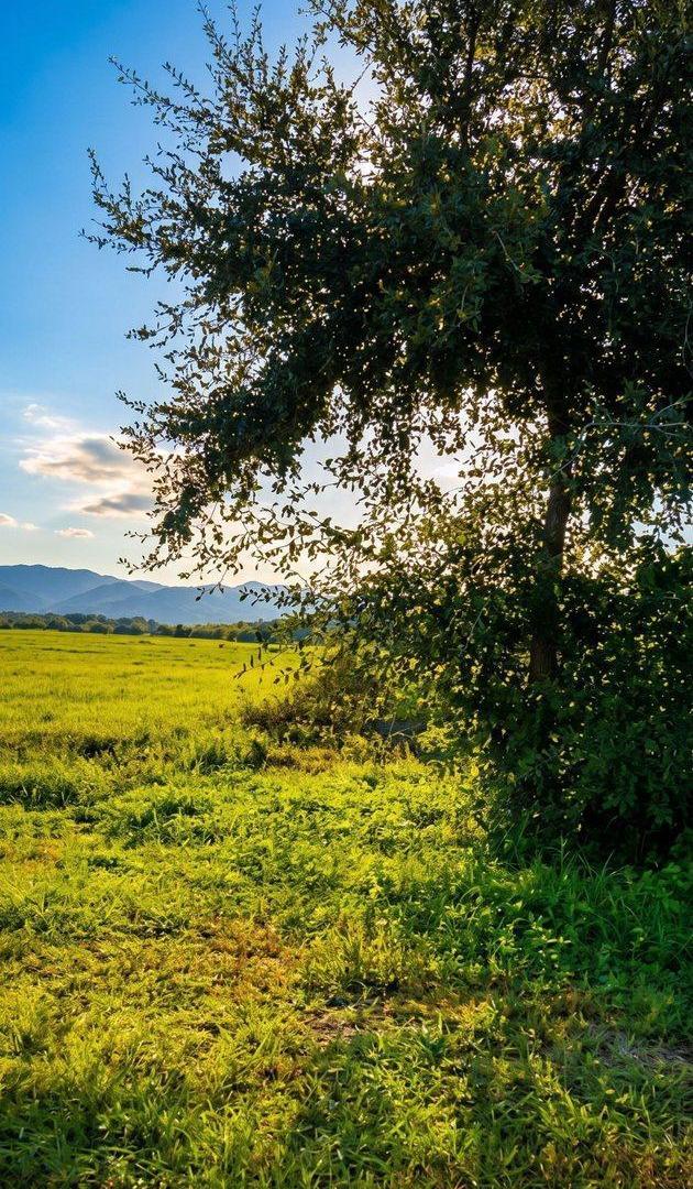 Foto de Venta Terrenos 2000 m2 Circunvalación Oeste, imagen 2