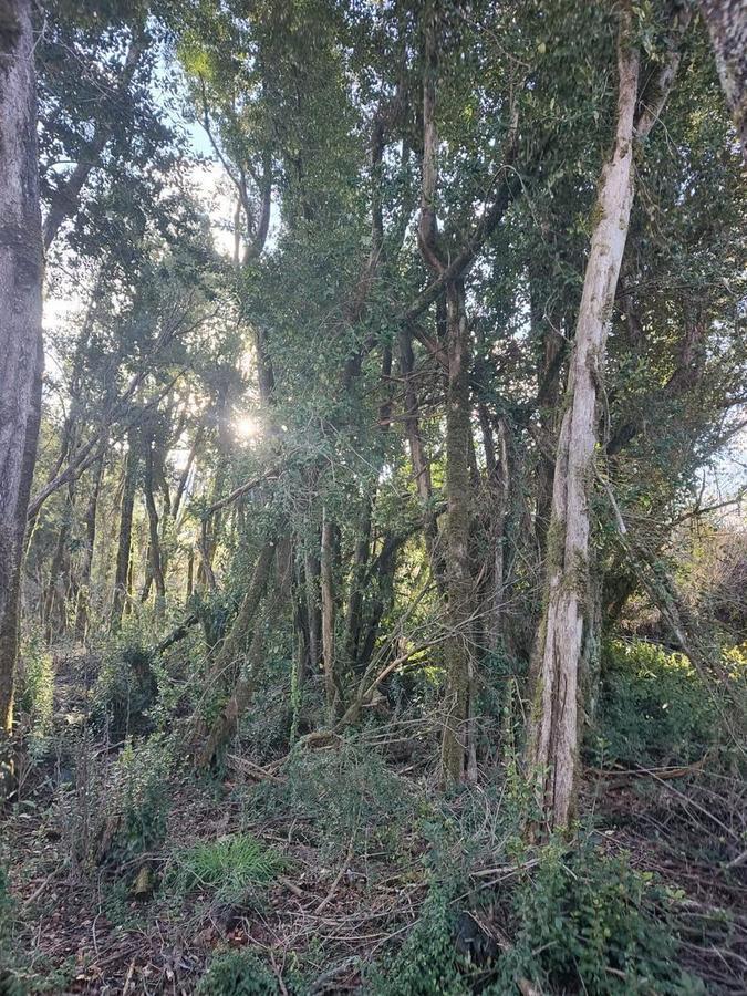 Foto de Terreno en Venta Cerro Radal, Ruta 16, imagen 4