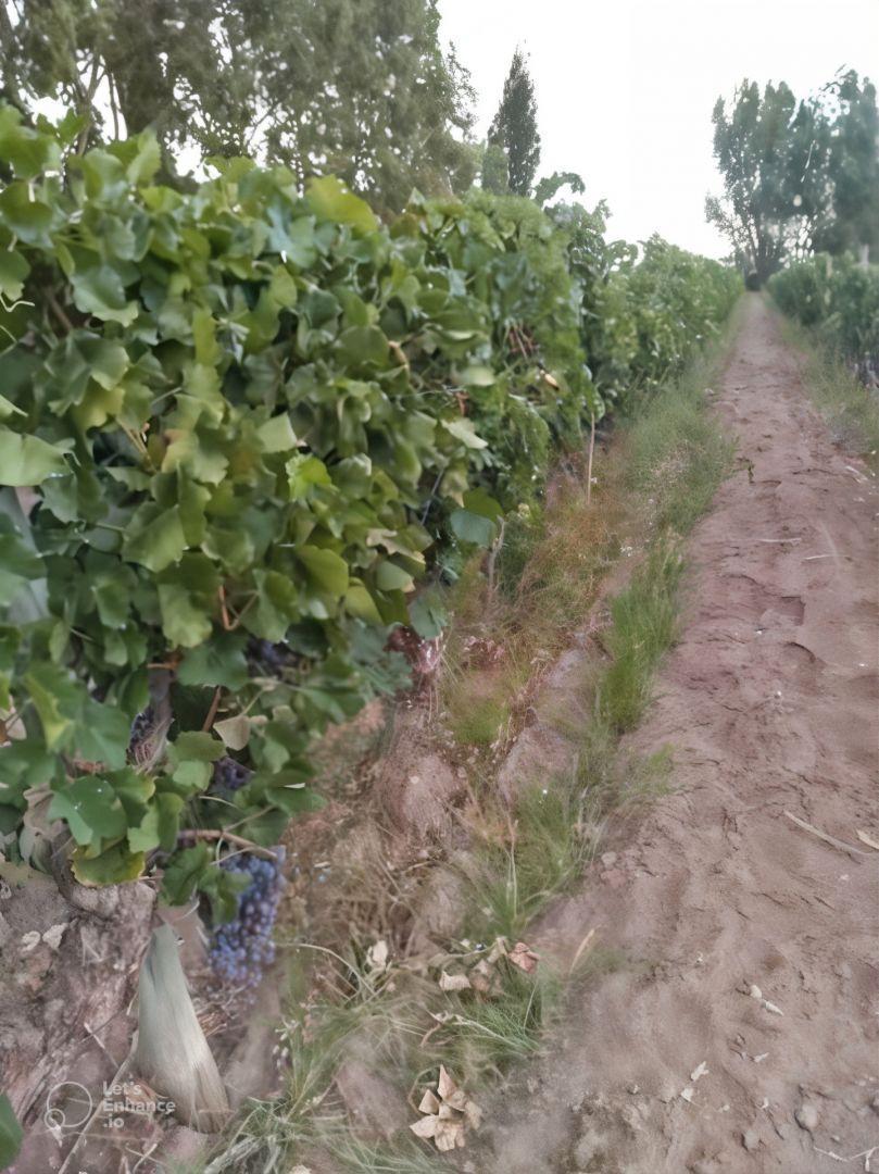 Venta de Finca en Mendoza 2