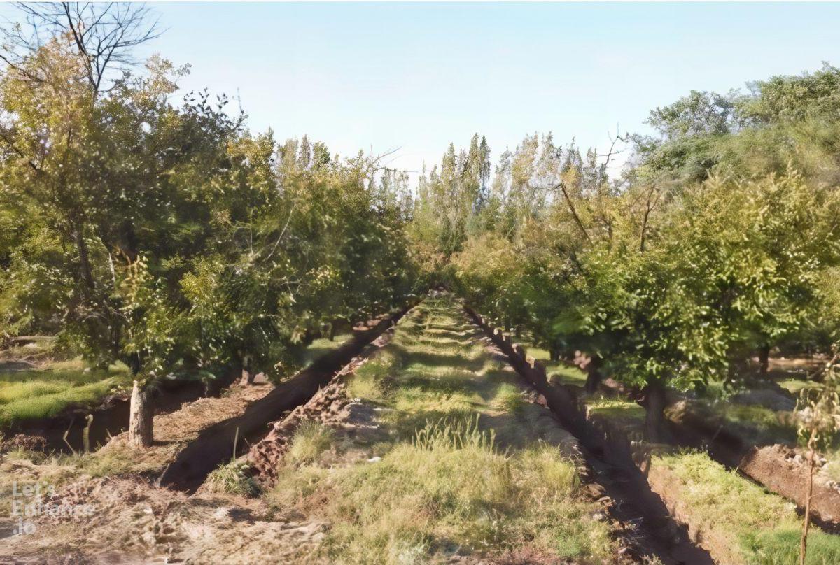 Venta de Finca en Mendoza 4