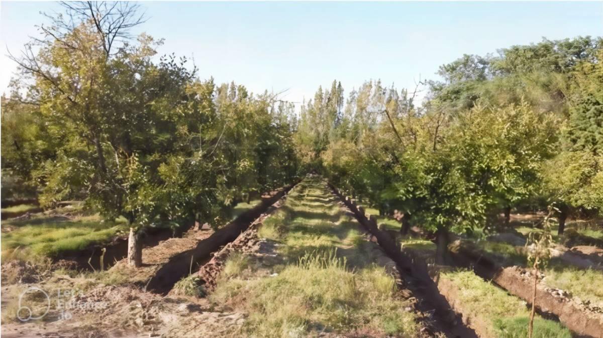 Venta de Finca en Mendoza 1