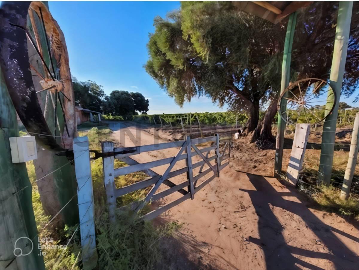 Venta de Finca en Mendoza 2