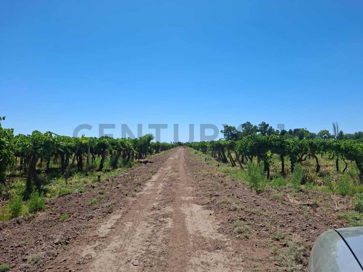 Foto de Finca productiva en venta., imagen 3