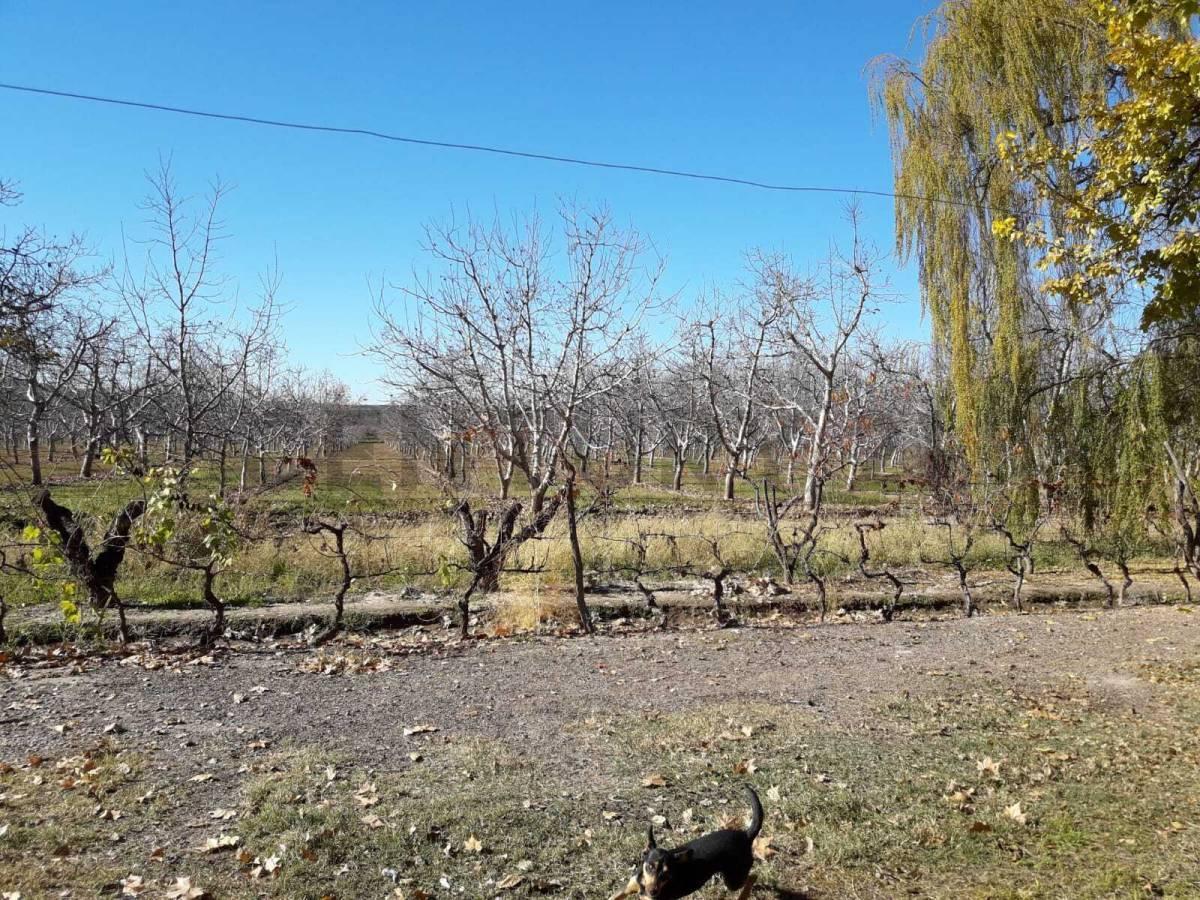 Foto de FINCA CON NOGALES – PERDRIEL – LUJÁN DE CUYO, imagen 1