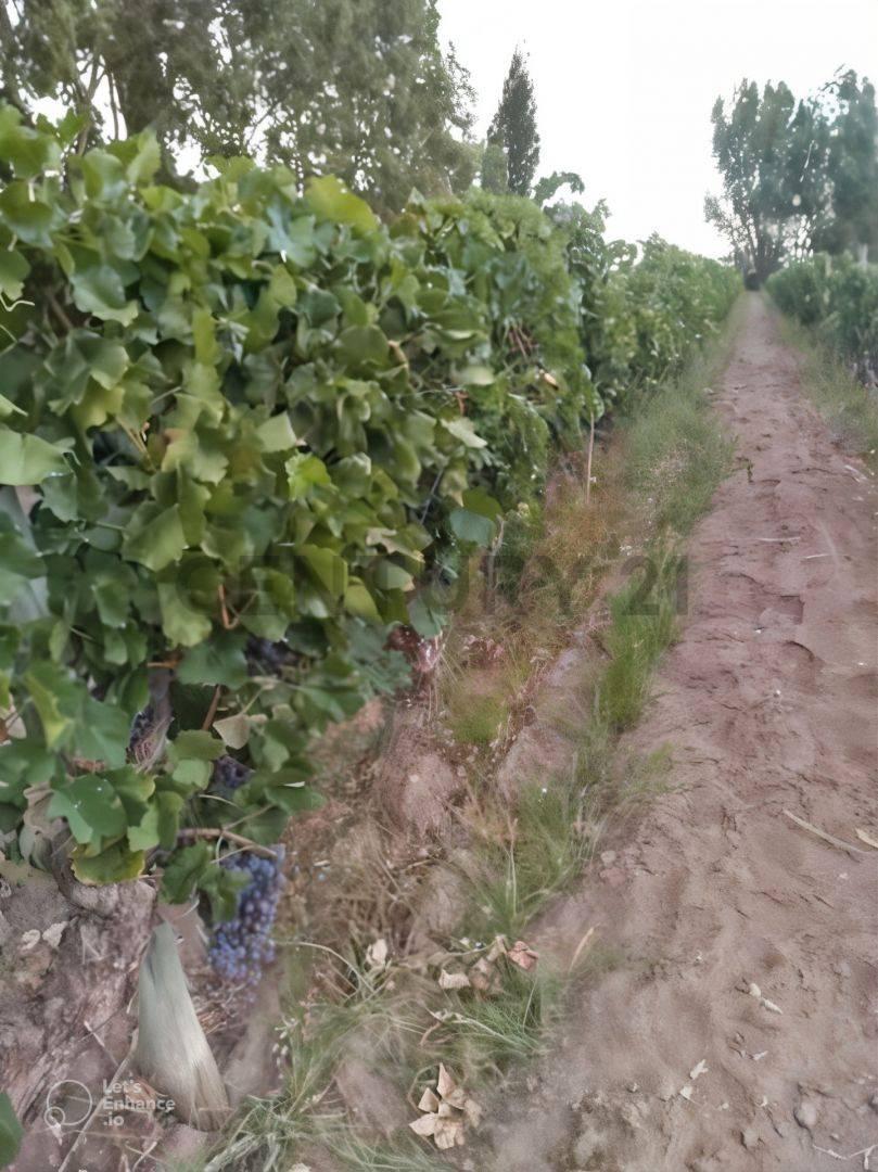 Foto de Venta de FINCA en Mendoza, imagen 5