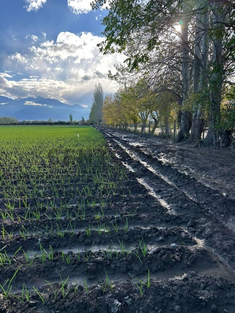 Foto de VENTA FINCA 7,08 HA – VISTA FLORES, TUNUYÁN (VALLE DE UCO), imagen 5