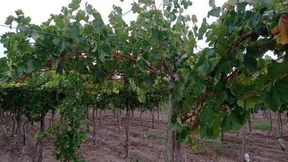 Foto de Finca Productiva en venta en Mendoza Maipu, imagen 3