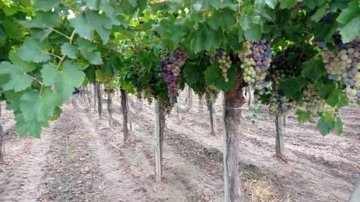 Foto de Finca Productiva en venta en Mendoza Maipu, imagen 1