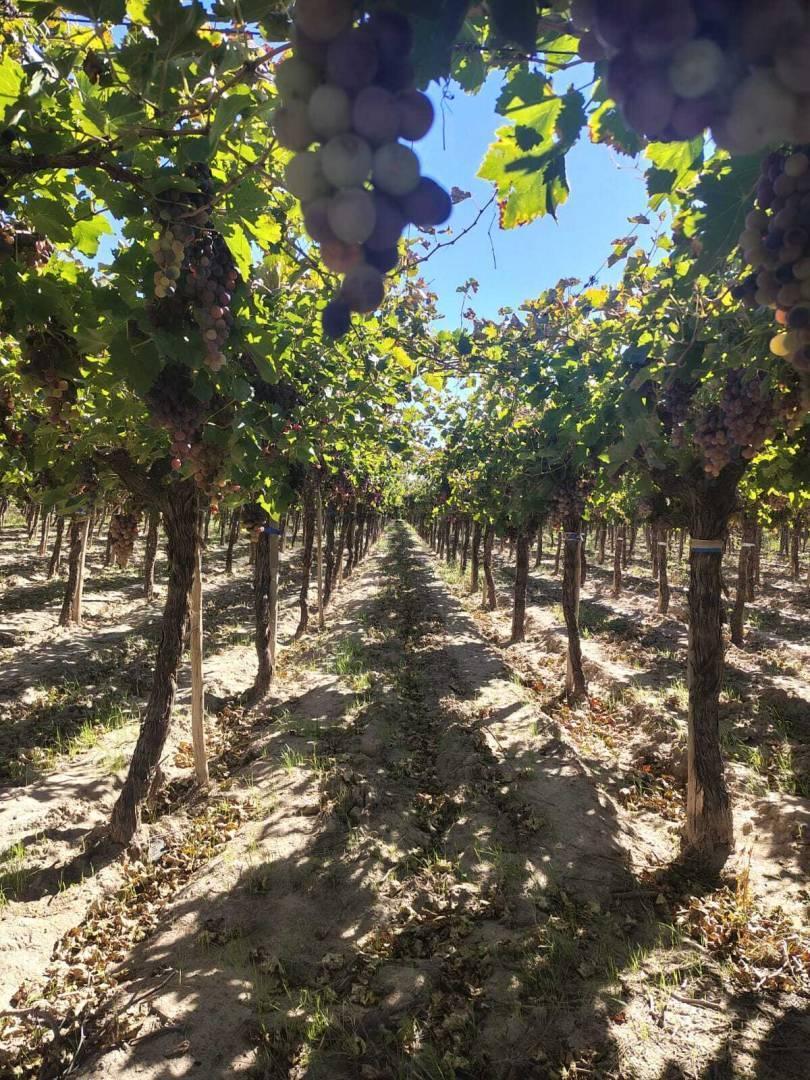 Foto de Finca Productiva en venta en Mendoza Maipu, imagen 5