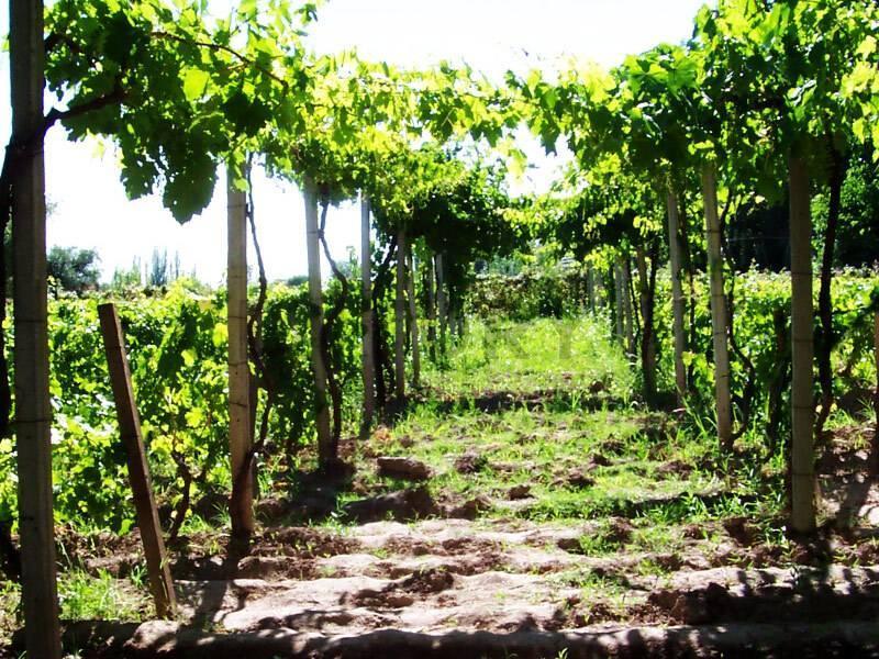 Foto de Finca productiva en venta., imagen 4