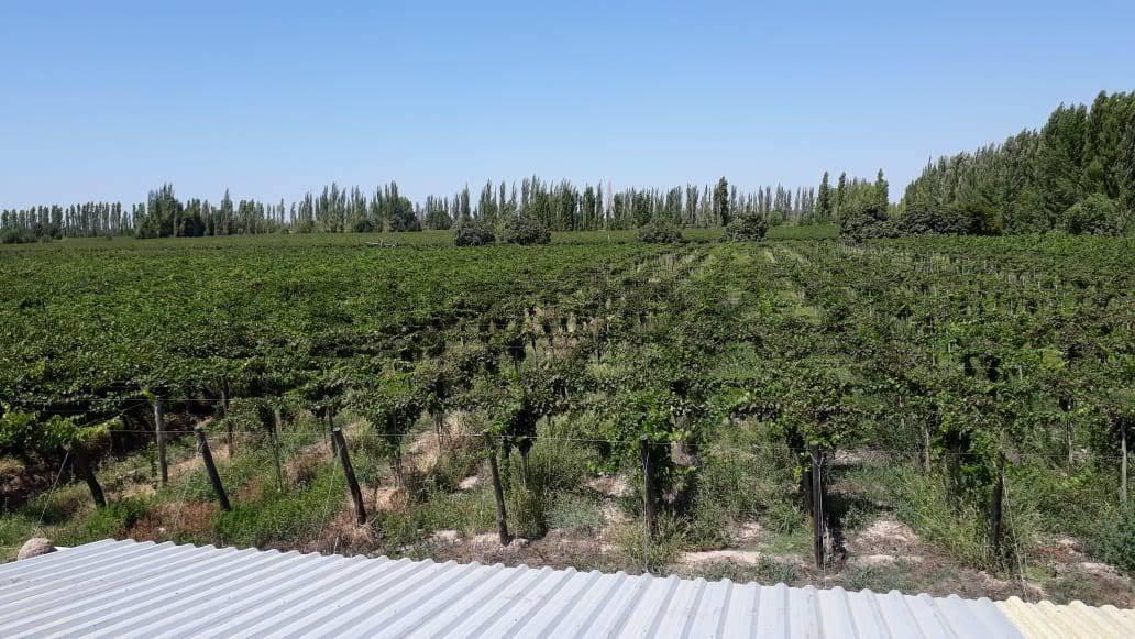 Foto de FINCA EN VENTA | OPORTUNIDAD DE INVERSIÓN | LAVALLE, imagen 1