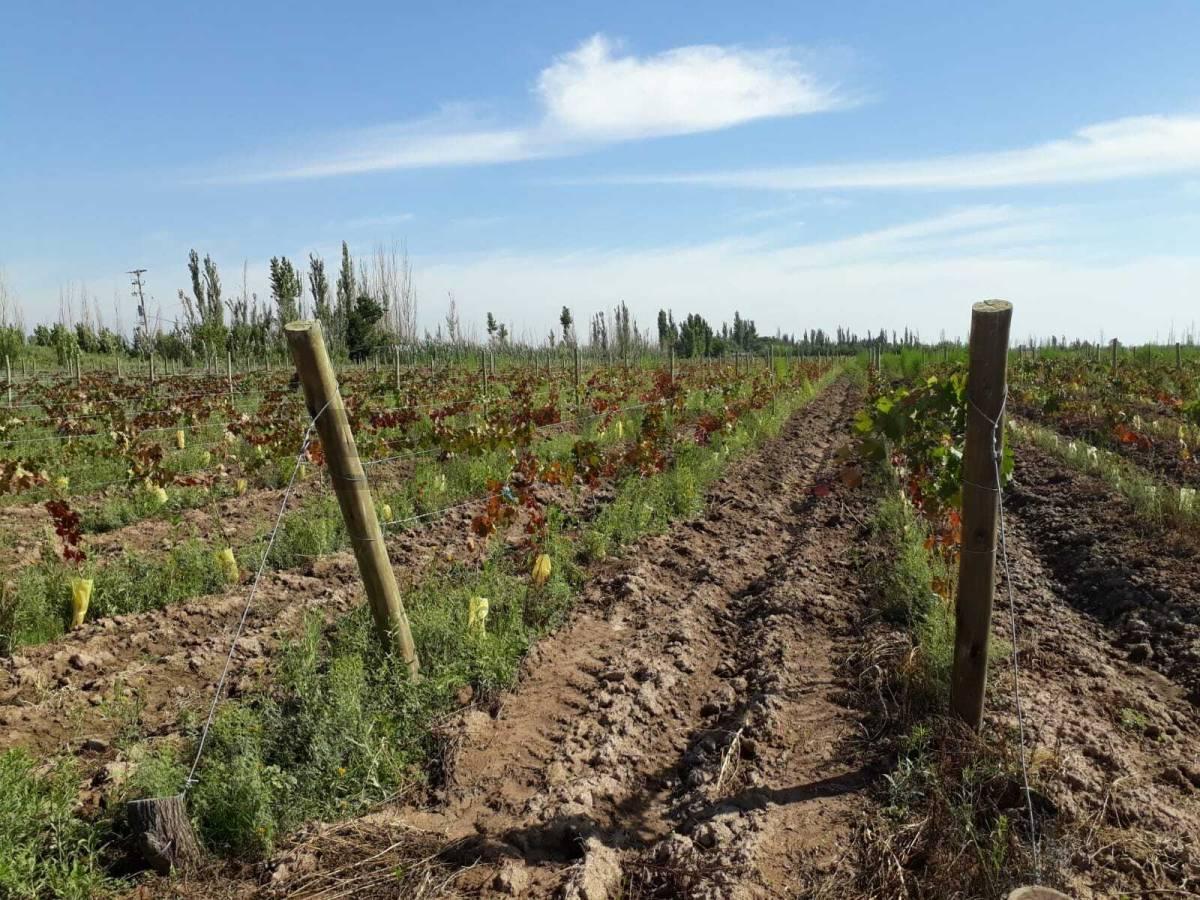 Foto de FINCA EN VENTA - PRODUCTIVA CON CULTIVO DE VID - LAVALLE, imagen 4