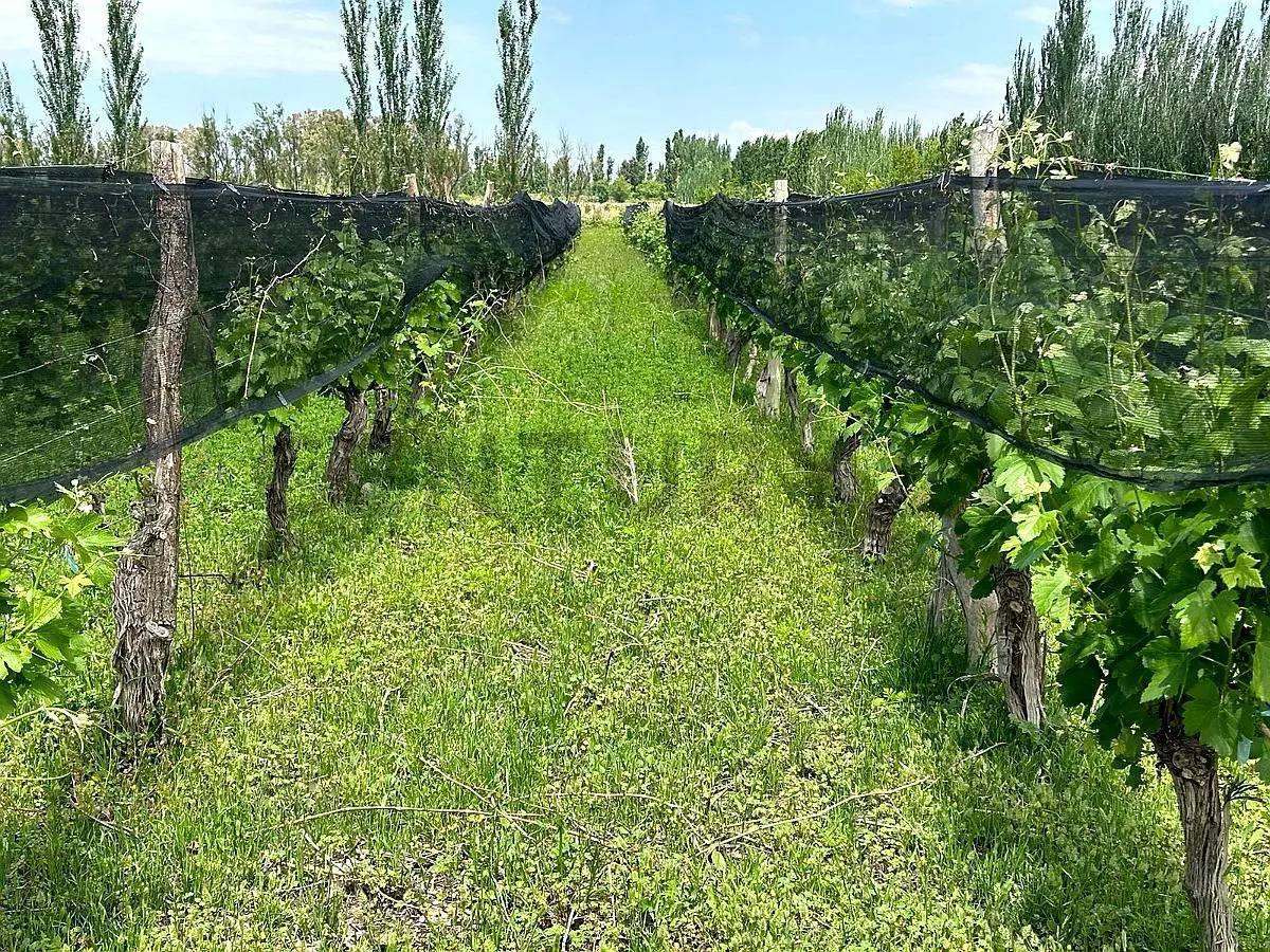 Foto de FINCA EN VENTA - PRODUCTIVA CON CULTIVO DE VID - LAVALLE, imagen 5