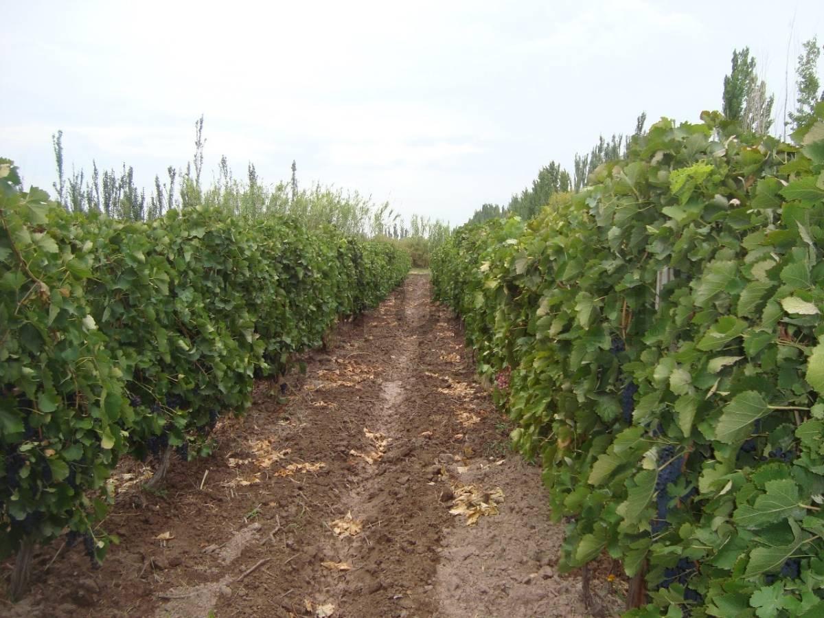 Foto de FINCA EN VENTA - PRODUCTIVA CON CULTIVO DE VID - LAVALLE, imagen 3