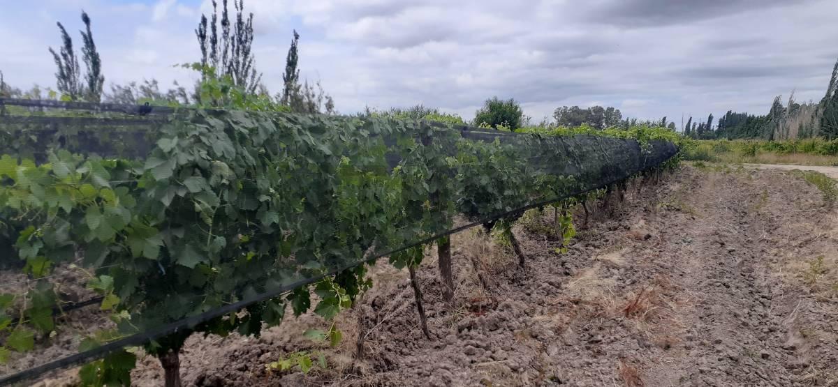 Foto de FINCA EN VENTA - PRODUCTIVA CON CULTIVO DE VID - LAVALLE, imagen 2
