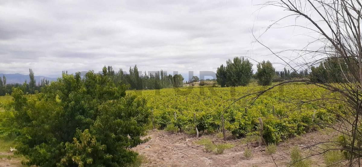 Foto de FINCA EN VENTA - PRODUCTIVA CON CULTIVO DE VID - LAVALLE, imagen 1