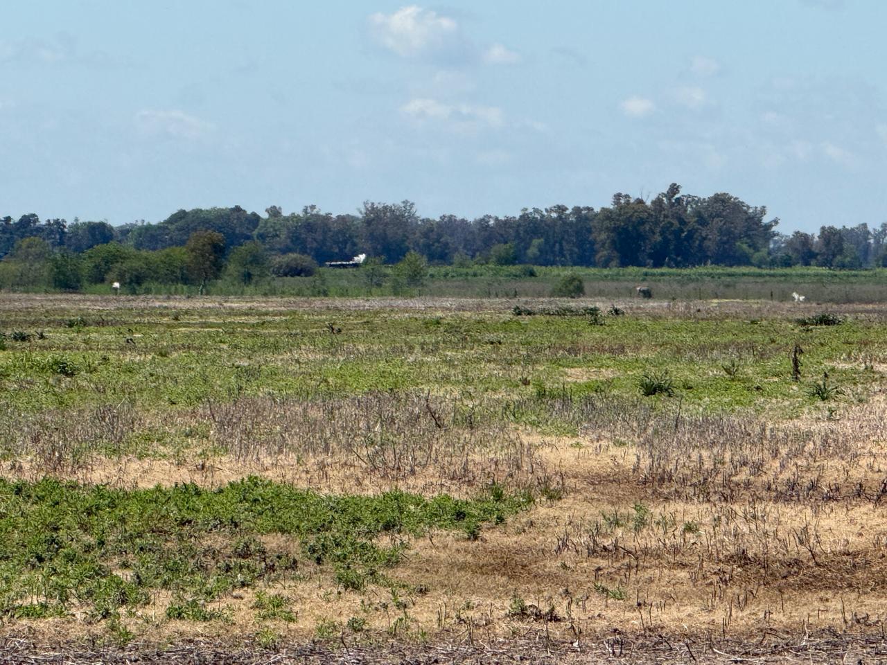 Foto de Campo en venta - General Rodriguez, imagen 4