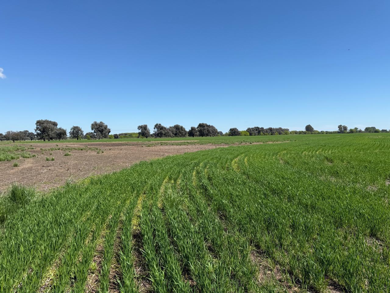 Foto de Campo en venta - General Rodriguez, imagen 2