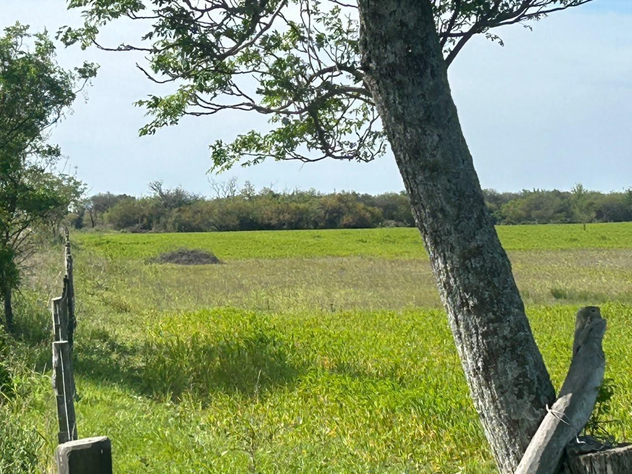 Foto de Campo 60 hectareas en venta ganadero mixto, imagen 4