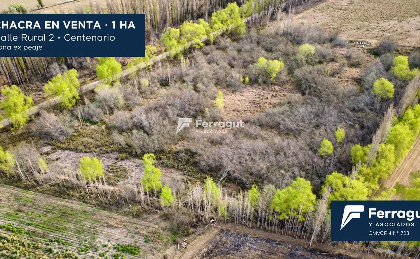Foto de Chacra de 1 hectárea en zona ex-peaje de Centenario, imagen 1