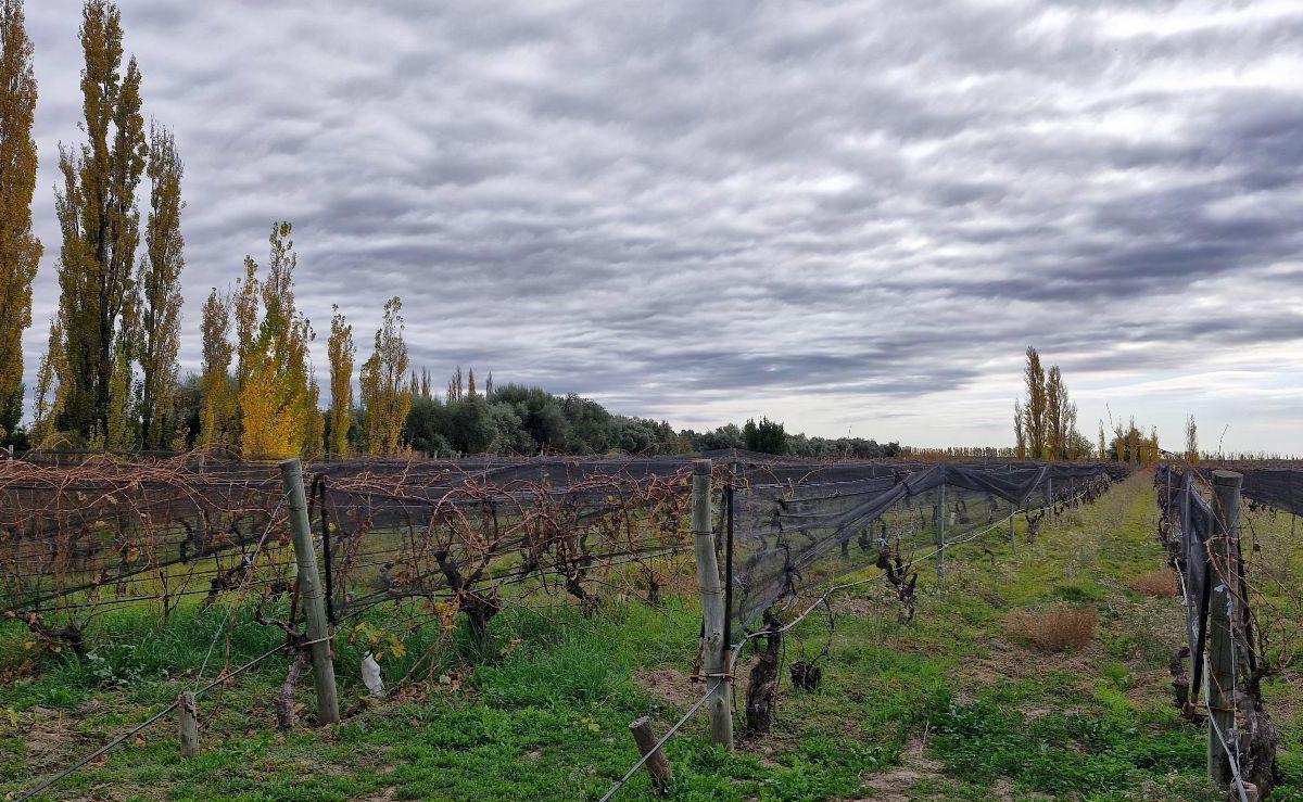 Finca, Bodega Artesanal y Casa en San Rafael, Medoza. 4