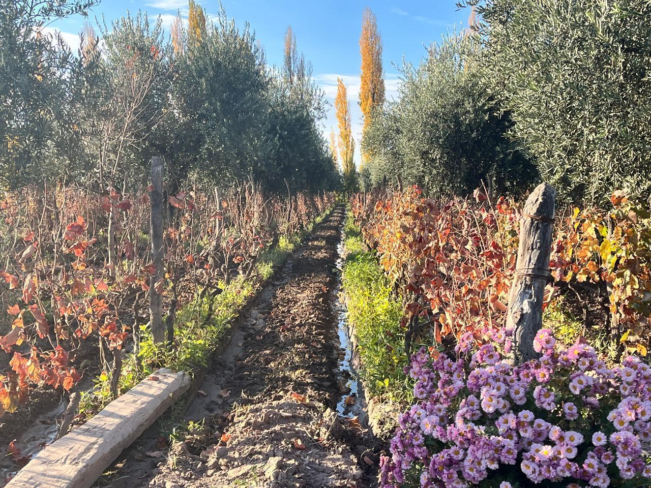 Foto de Finca en Anchorena y Vieytes ideal desarrollo. Maipu, imagen 2